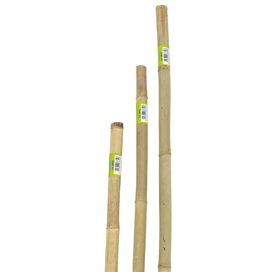 Canna in Bamboo Naturale