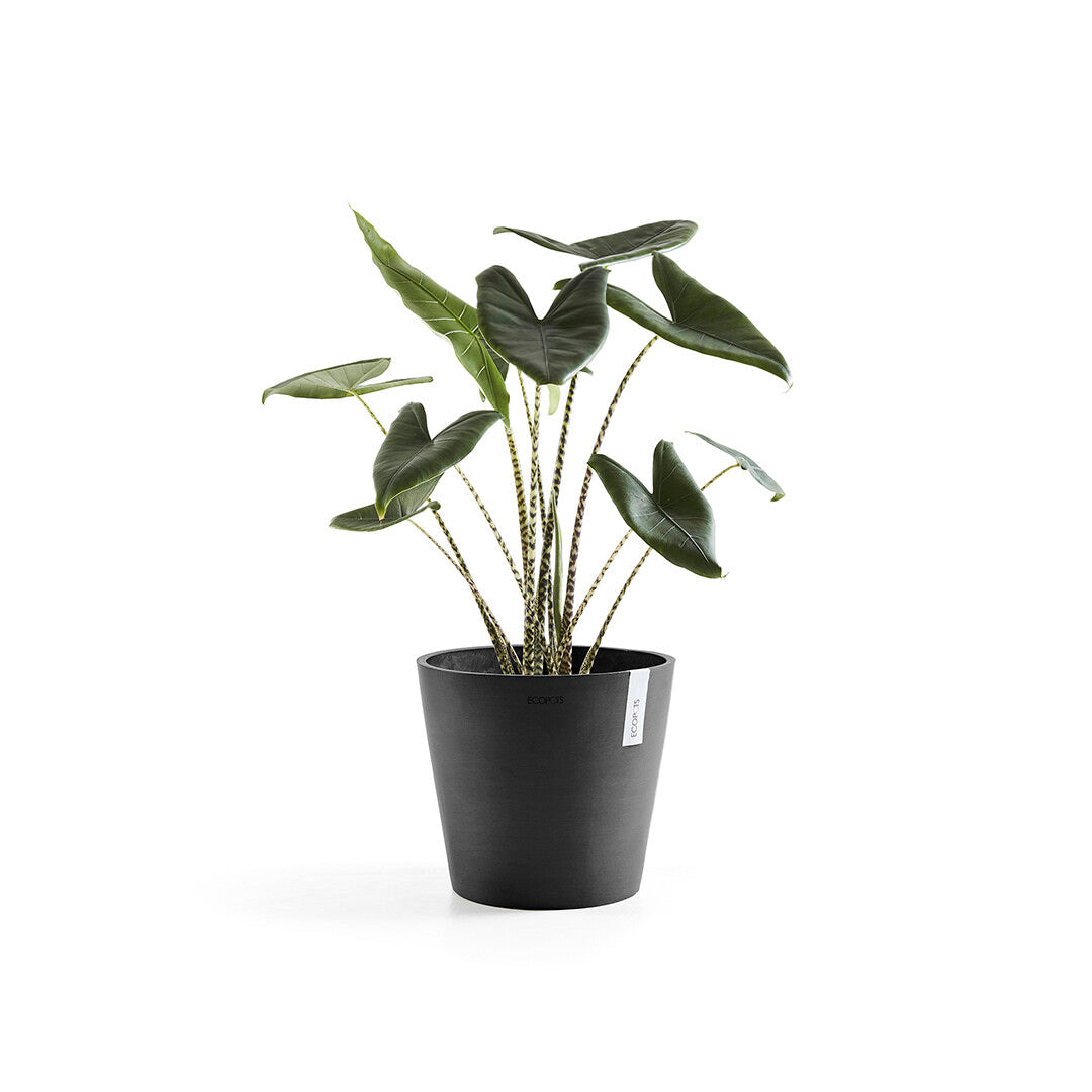 Vaso Tondo Ecopots Amsterdam 30 Grigio Scuro