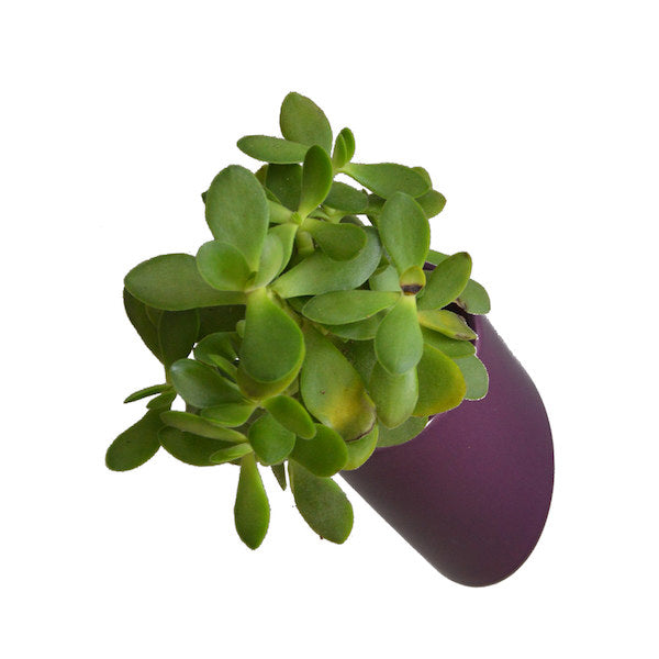 Flowerbox Vasetto con Base Magnetica di Vari Colori