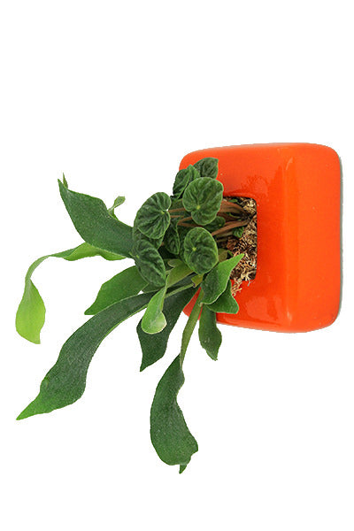 Flowerbox Quadrotto di Ceramica Smaltata di Vari Colori