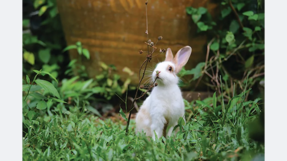Igiene e antiparassitari roditori