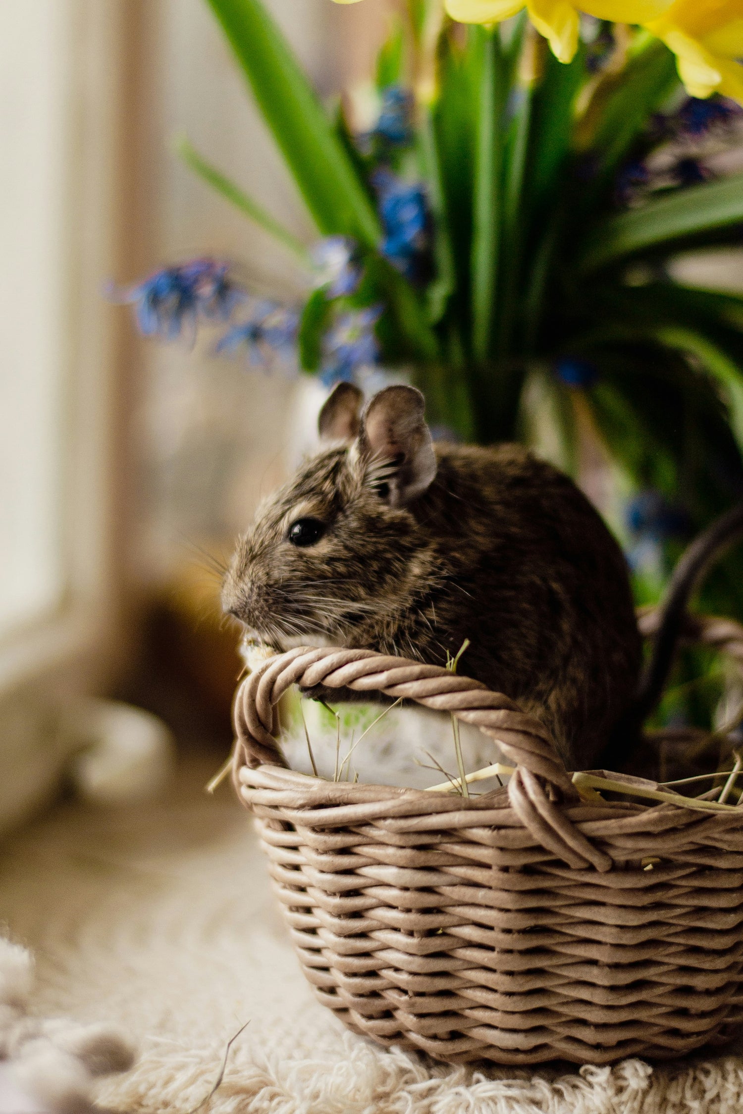 Alimentazione per degu del Cile