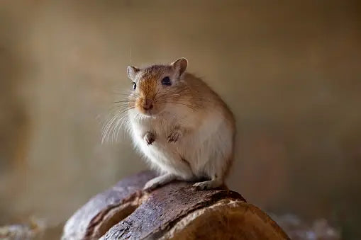 Alimentazione per gerbilli