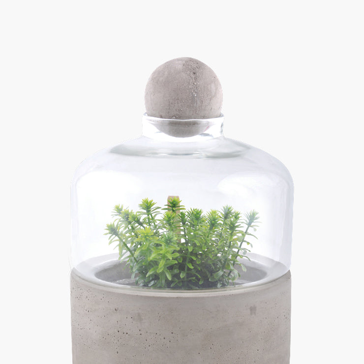 Terrarium con base di cemento - Giardango