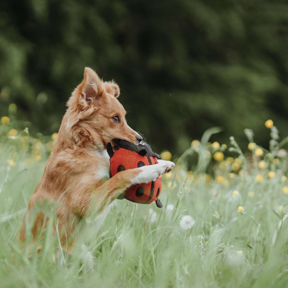 Gioco per cani Florenz - Ladybug