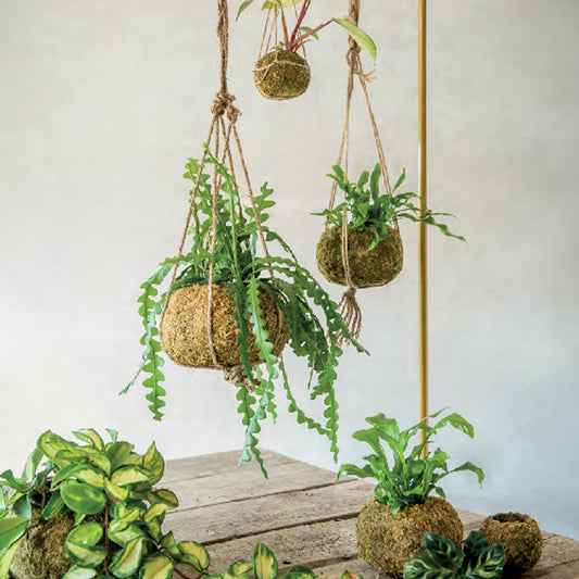 Kit per Kokedama fai da te