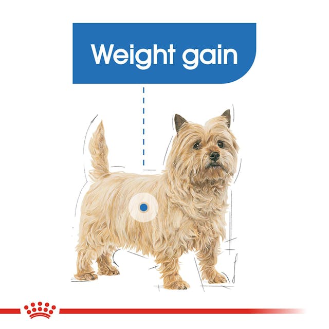 Royal Canin Mini Light Weight Care - Giardango