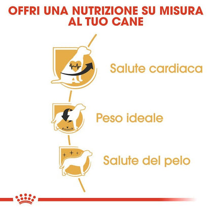 Royal Canin Cavalier King Adult - Giardango