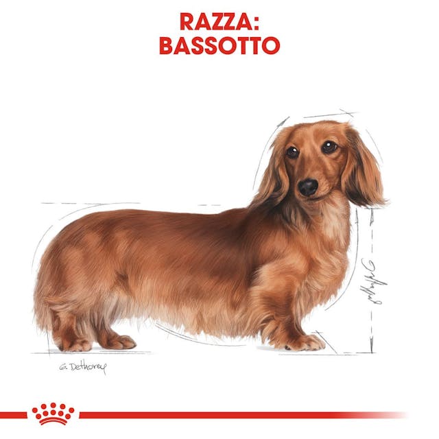 Royal Canin Bassotto Dachsund Adult - Giardango