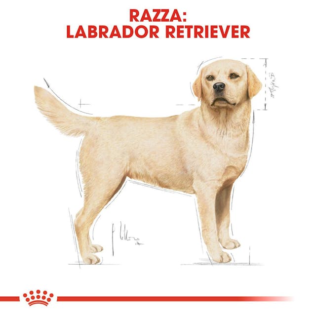 Royal Canin Labrador Retriever Adult - Giardango