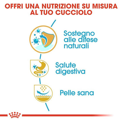 Royal Canin French Bulldog Puppy & Junior