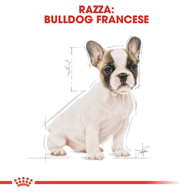 Royal Canin French Bulldog Puppy & Junior