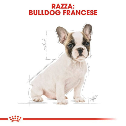 Royal Canin French Bulldog Puppy & Junior