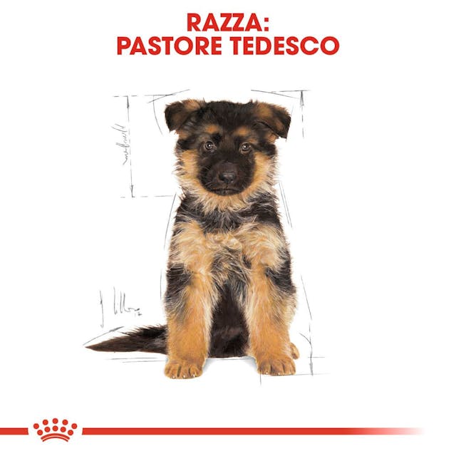 Royal Canin Pastore Tedesco Puppy - Giardango