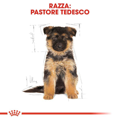 Royal Canin Pastore Tedesco Puppy - Giardango