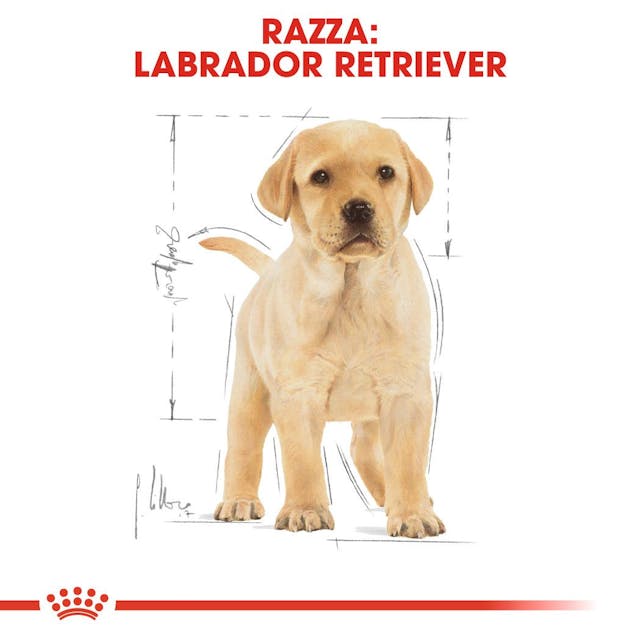 Royal Canin Labrador Retriever Puppy - Giardango
