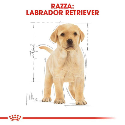 Royal Canin Labrador Retriever Puppy - Giardango