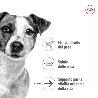 Royal Canin Mini Ageing 12+ - Giardango
