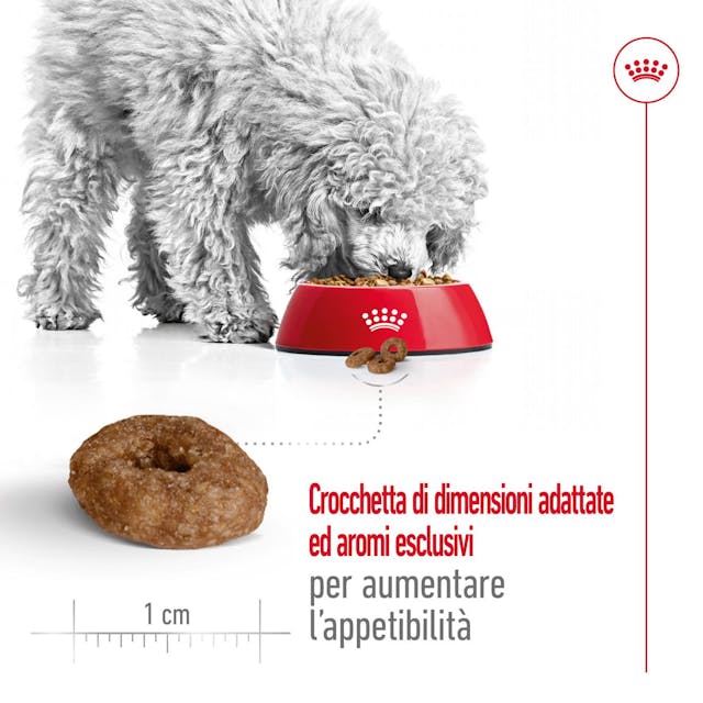 Royal Canin Mini Ageing 12+ - Giardango