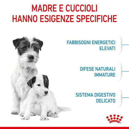 Royal Canin Starter Mini Mother & Babydog - Giardango