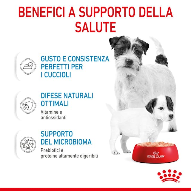 Royal Canin Starter Mother & Babydog Wet - Giardango