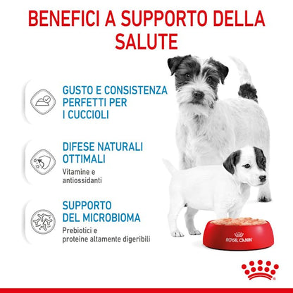 Royal Canin Starter Mother & Babydog Wet - Giardango