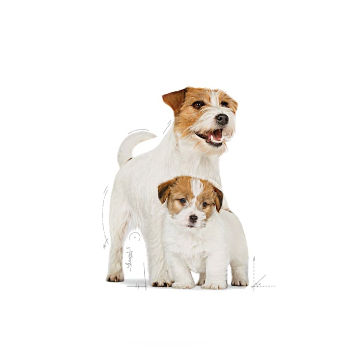 Royal Canin Starter Mini Mother & Babydog - Giardango