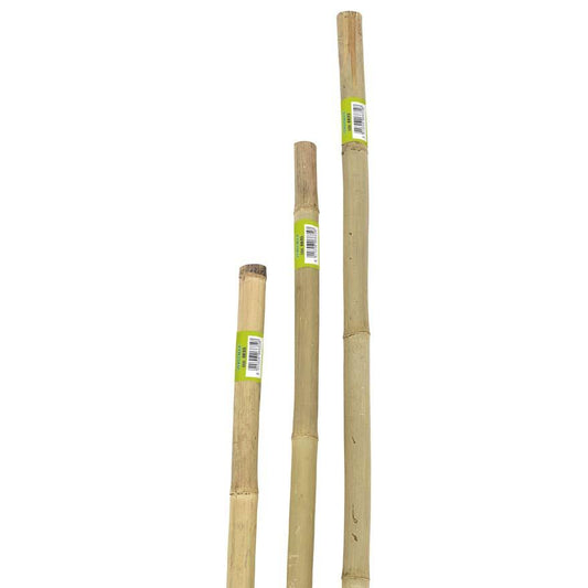 Canna in Bamboo Naturale