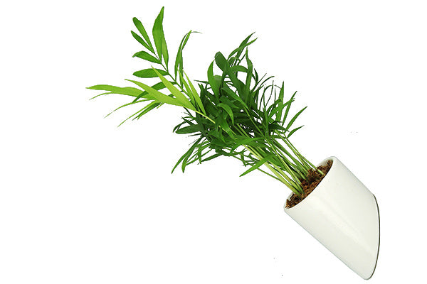 Flowerbox Vasetto con Base Magnetica di Vari Colori