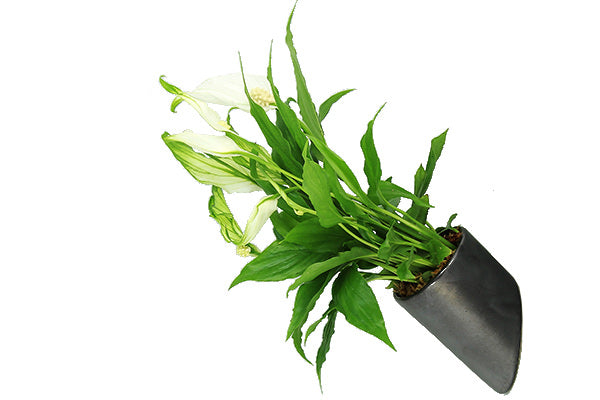 Flowerbox Vasetto con Base Magnetica di Vari Colori