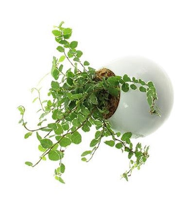 Flowerbox Sfera di Ceramica Smaltata di Vari Colori