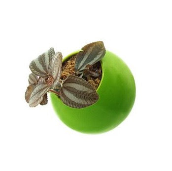 Flowerbox Sfera di Ceramica Smaltata di Vari Colori