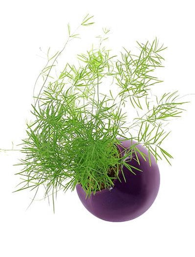 Flowerbox Sfera di Ceramica Smaltata di Vari Colori