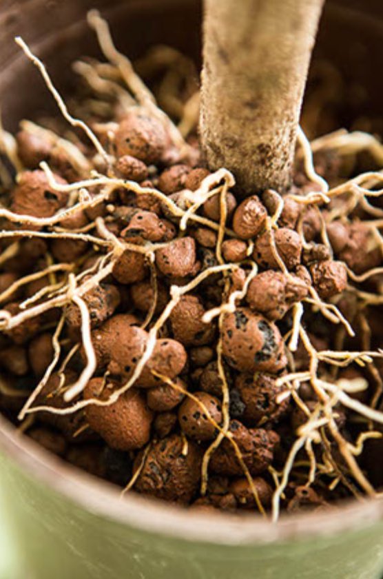 Argilla espansa per idrocoltura - Leni Blusana