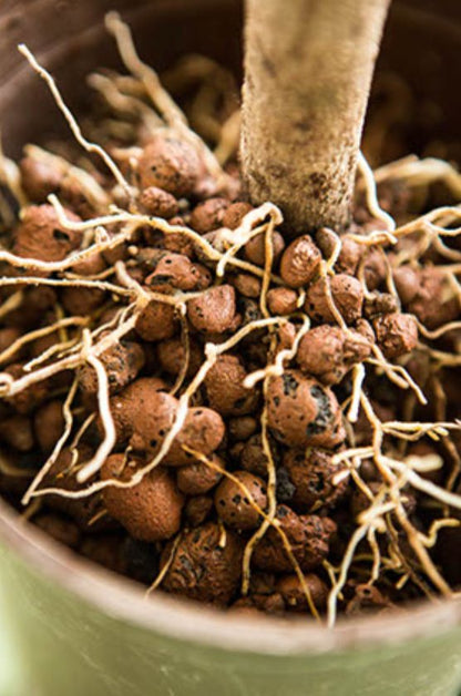 Argilla espansa per idrocoltura - Leni Blusana