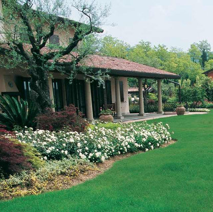 Spirali Antizanzare Profumate alla Citronella - Giardango