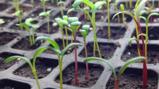 Semenzaio in Plastica 40 Celle - Giardango