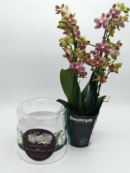 Vaso Epiphyta Masgabana 130 Trasparente