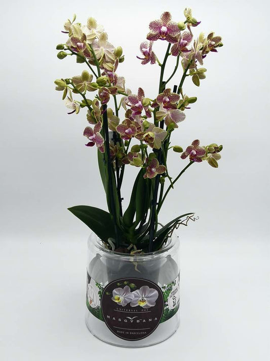 Vaso Epiphyta Masgabana 130 Trasparente