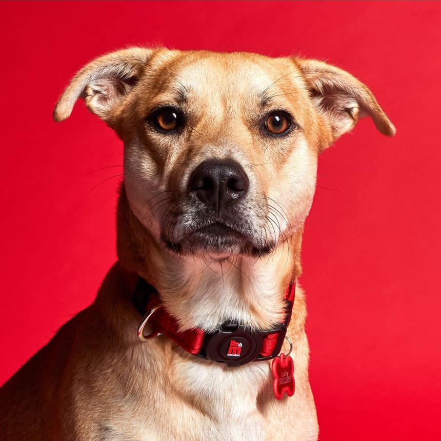 Collare in Nylon rosso - Giardango