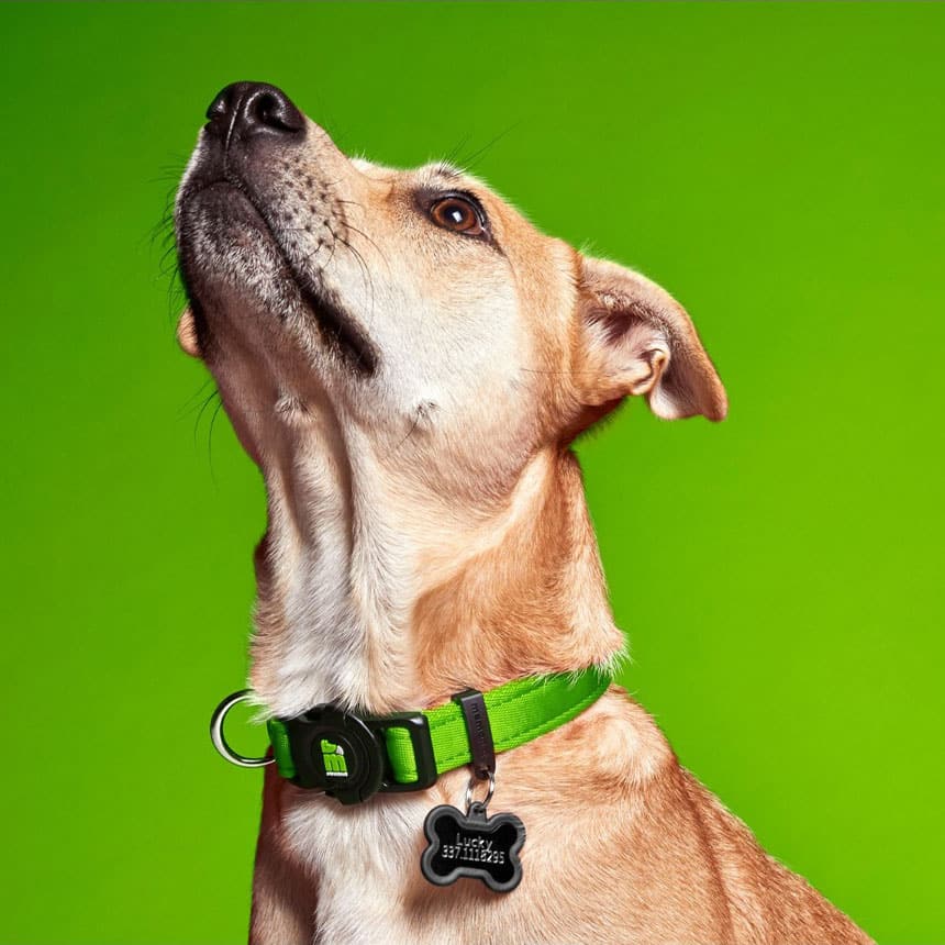 Collare in Nylon verde - Giardango