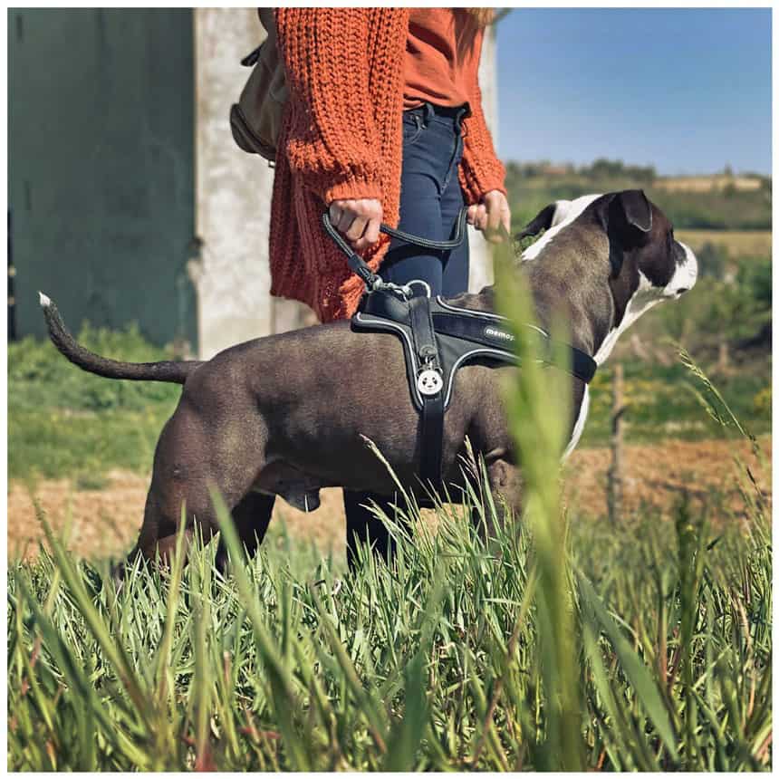 Pettorina Y in Nylon nera - Giardango