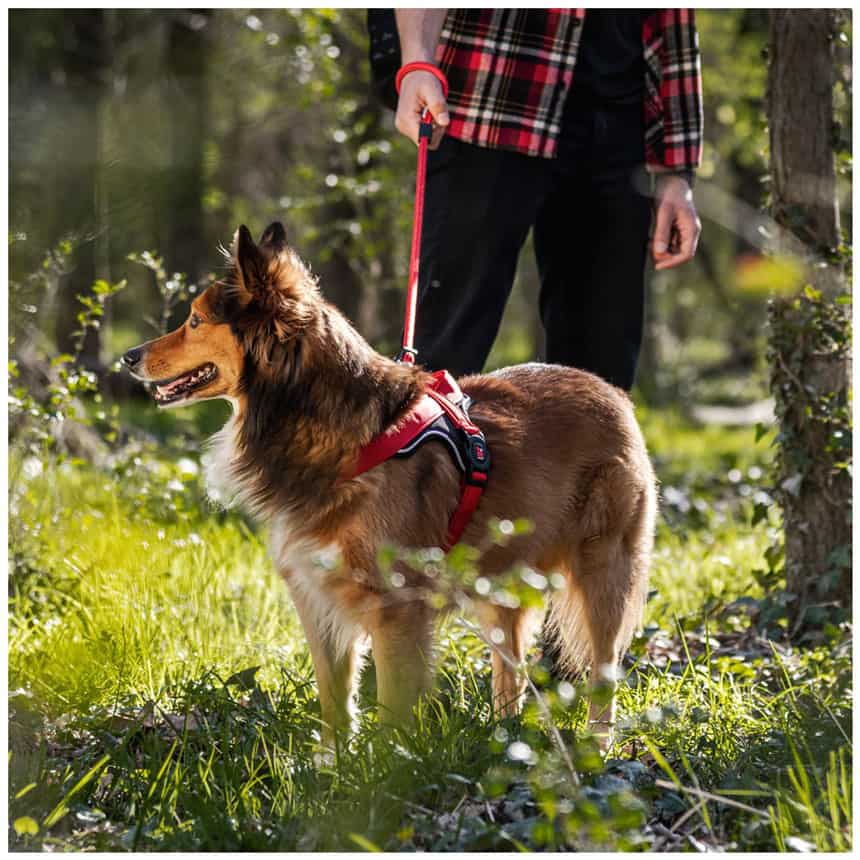 Pettorina Y in Nylon rossa - Giardango