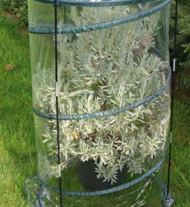 Serra Pop-up Citrus Altezza 150 cm - Giardango