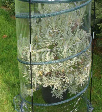 Serra Pop-up Citrus Altezza 150 cm - Giardango